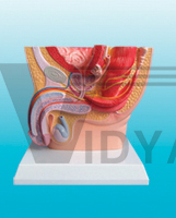 The dissection model of male pelvic cavity